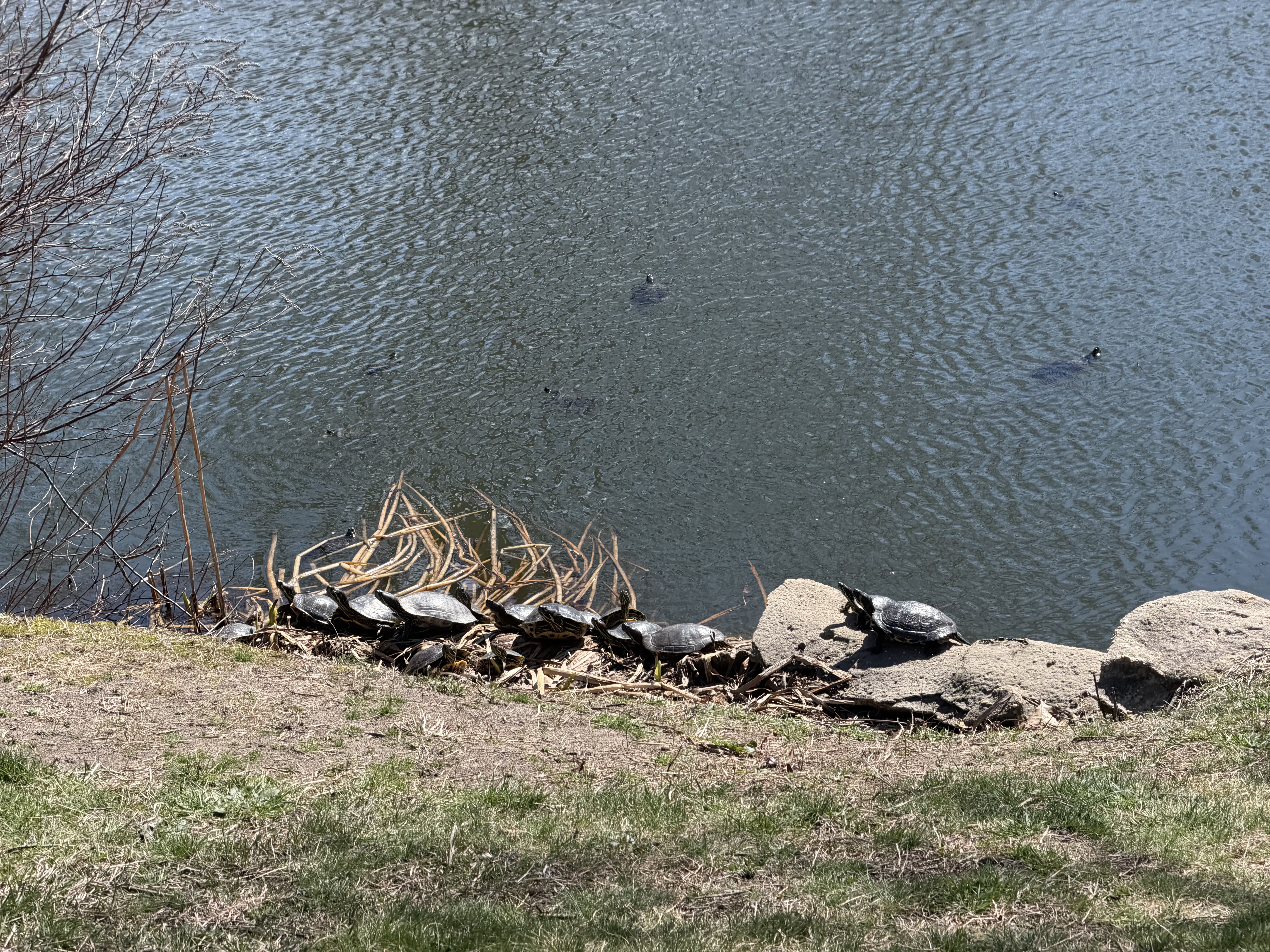 Cytiva AKTA Readyflux XL